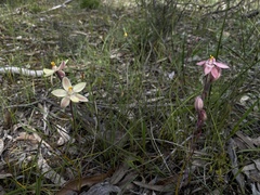 Thelymitra × macmillanii
