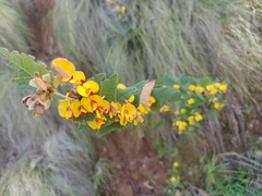 Platylobium infecundum