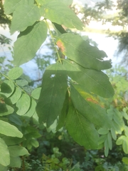 Robinia pseudoacacia