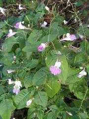 Impatiens balfourii
