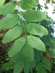Robinia pseudoacacia