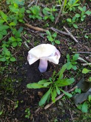 Russula