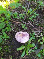 Russula