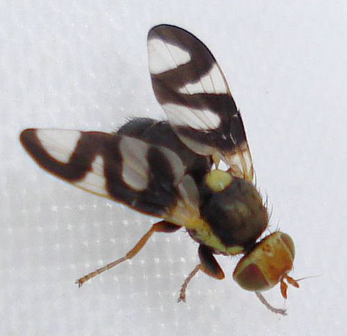 Daginė margasparnė nuotrauka