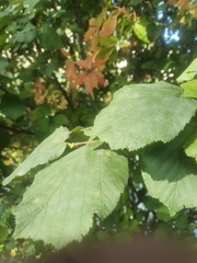 Corylus avellana