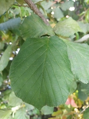 Corylus avellana