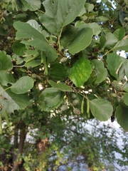 Alnus glutinosa
