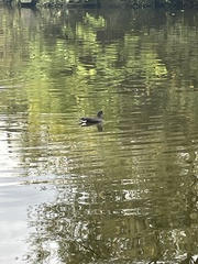 Gallinula chloropus