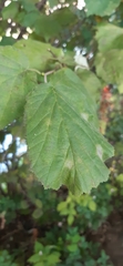 Corylus avellana