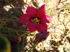 Romulea pudica