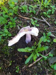 Russula