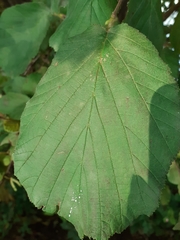 Corylus avellana