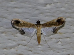 Maruca amboinalis