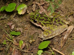 Odorrana tianmuii