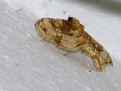 Omphisa anastomosalis
