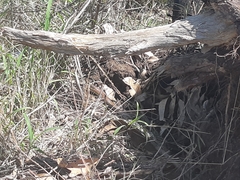 Psammophis mossambicus