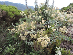 Helichrysum schimperi