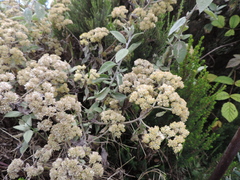 Helichrysum schimperi