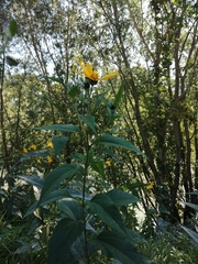 Helianthus tuberosus