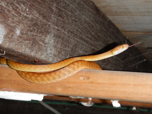 Brown Tree Snake sighting