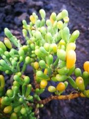 Tetraena fontanesii image