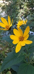 Helianthus tuberosus