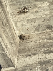 Ptyonoprogne rupestris