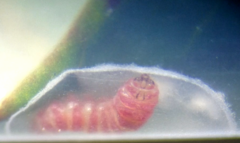 Marmara smilacisella