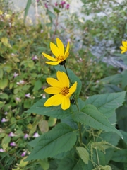 Helianthus tuberosus