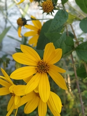 Helianthus tuberosus