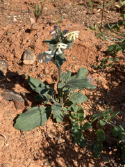 Chascanum