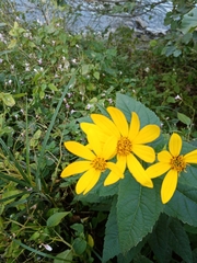 Helianthus tuberosus