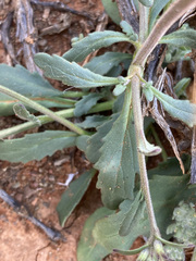Chascanum