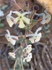 Chascanum