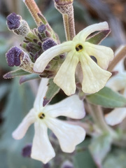 Chascanum