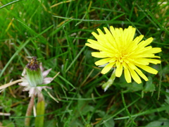 Taraxacum nordstedtii