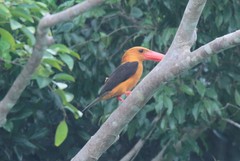 Pelargopsis amauroptera