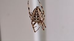 Araneus diadematus