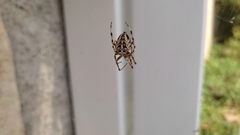 Araneus diadematus