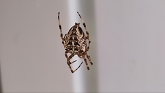 Araneus diadematus