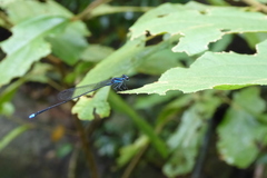 Prodasineura laidlawii