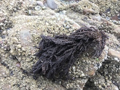 Callithamnion pikeanum