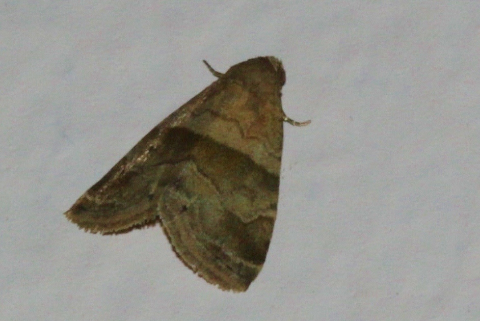 Ozarba isocampta