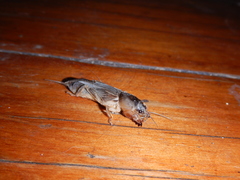 Gryllotalpa monanka