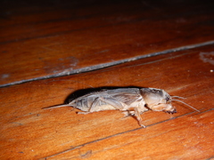 Gryllotalpa monanka