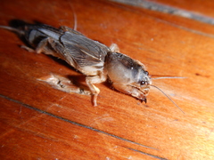 Gryllotalpa monanka