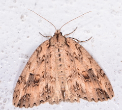 Pseudocoremia rudisata