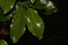 Pennantia cunninghamii