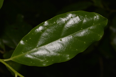 Pennantia cunninghamii