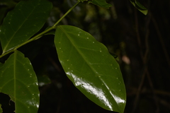 Pennantia cunninghamii